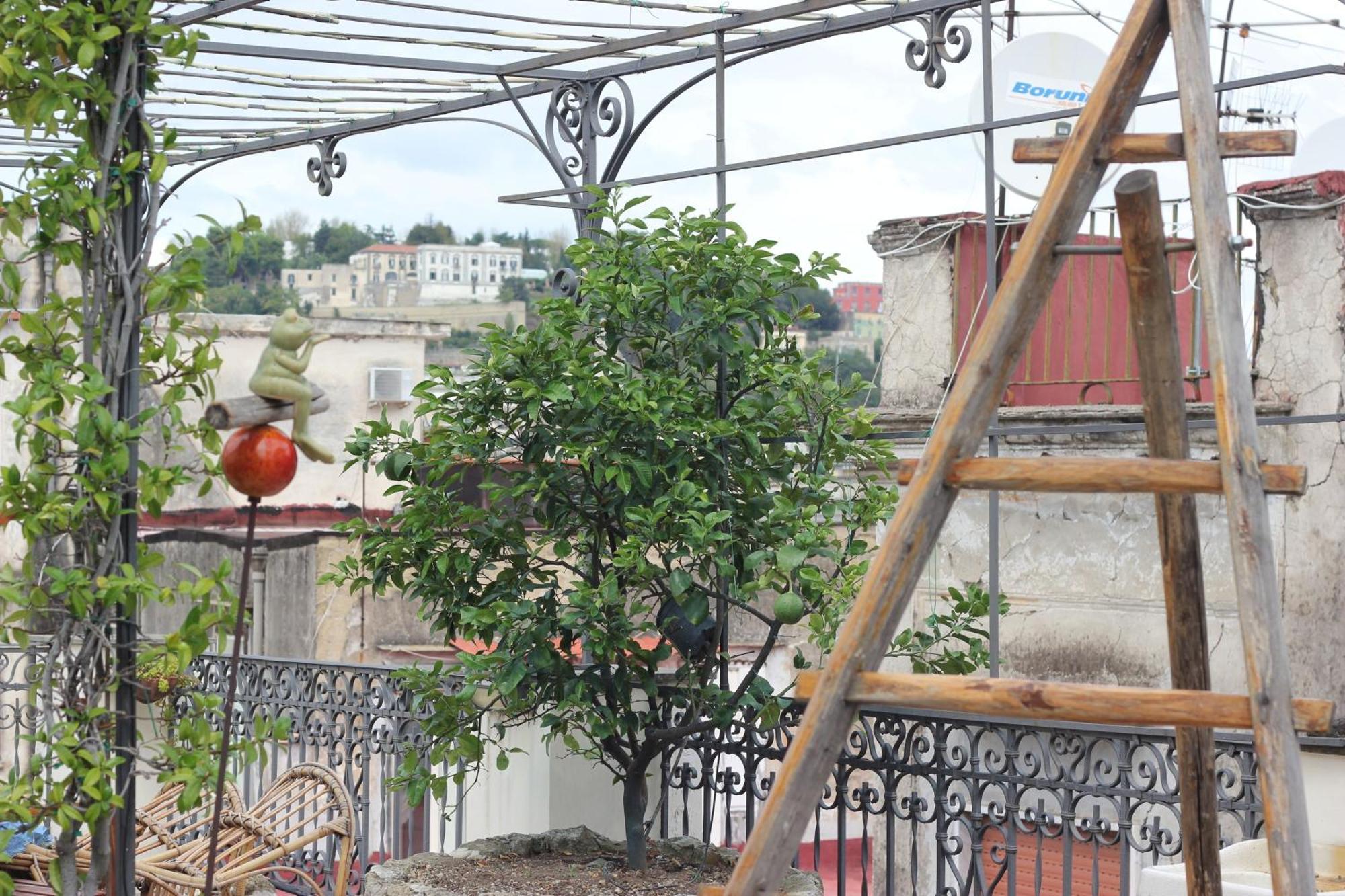 Apartment Lemon Tree Terrace